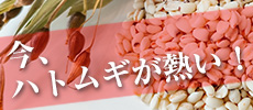 ハトムギ